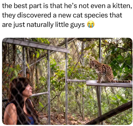 the best part is that he's not even a kitten, they discovered a new cat species that are just naturally little guys