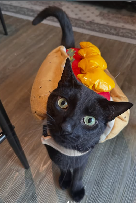 Cheezburger Image 10664972288