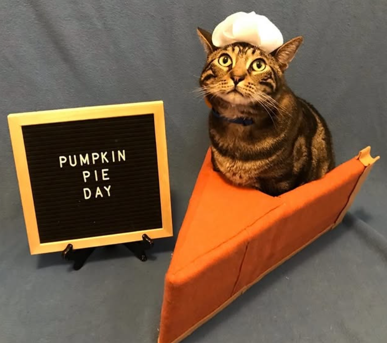 PUMPKIN PIE DAY