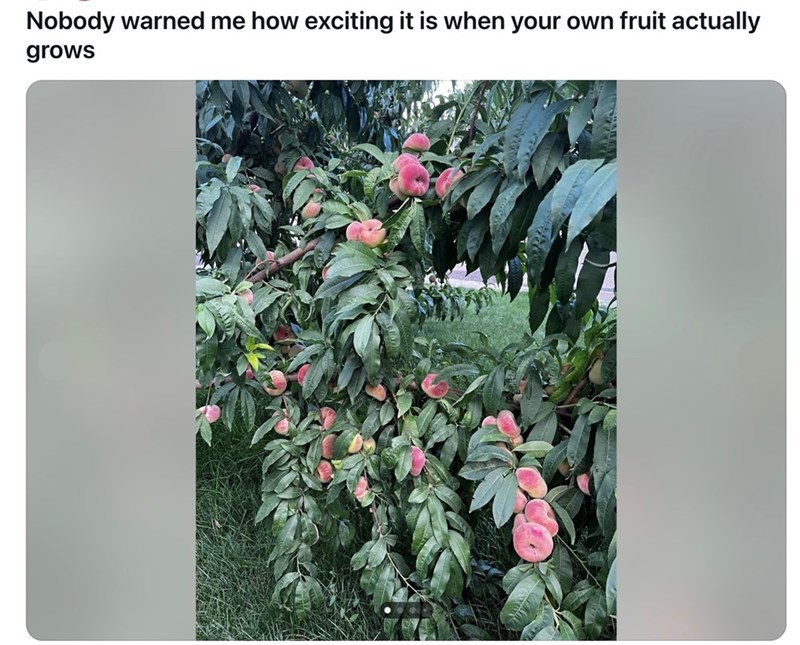 Nobody warned me how exciting it is when your own fruit actually grows