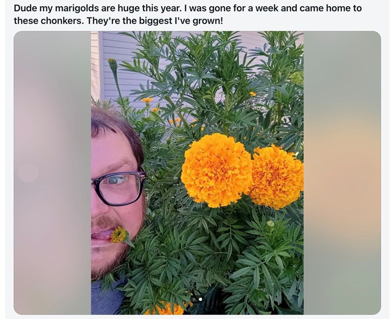 Dude my marigolds are huge this year. I was gone for a week and came home to these chonkers. They're the biggest I've grown!