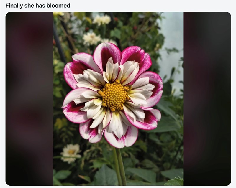 Finally she has bloomed