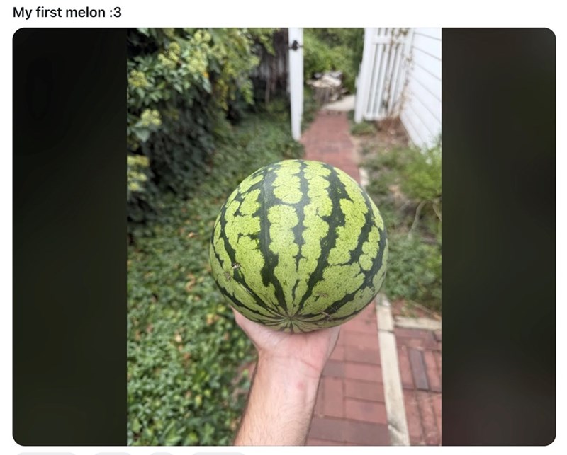 My first melon :3