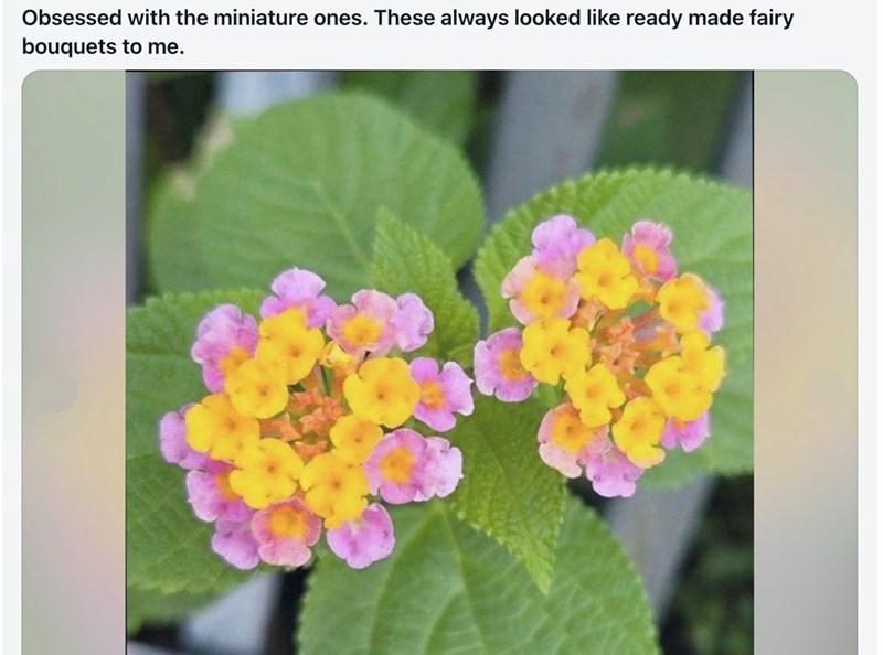 Obsessed with the miniature ones. These always looked like ready made fairy bouquets to me.