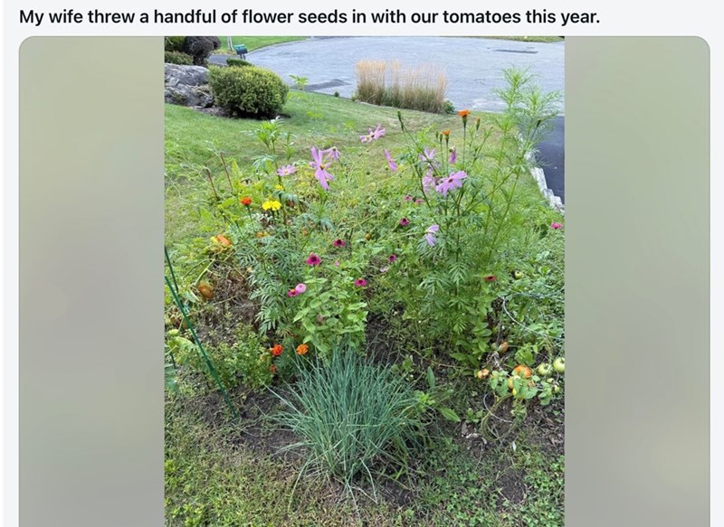 My wife threw a handful of flower seeds in with our tomatoes this year.