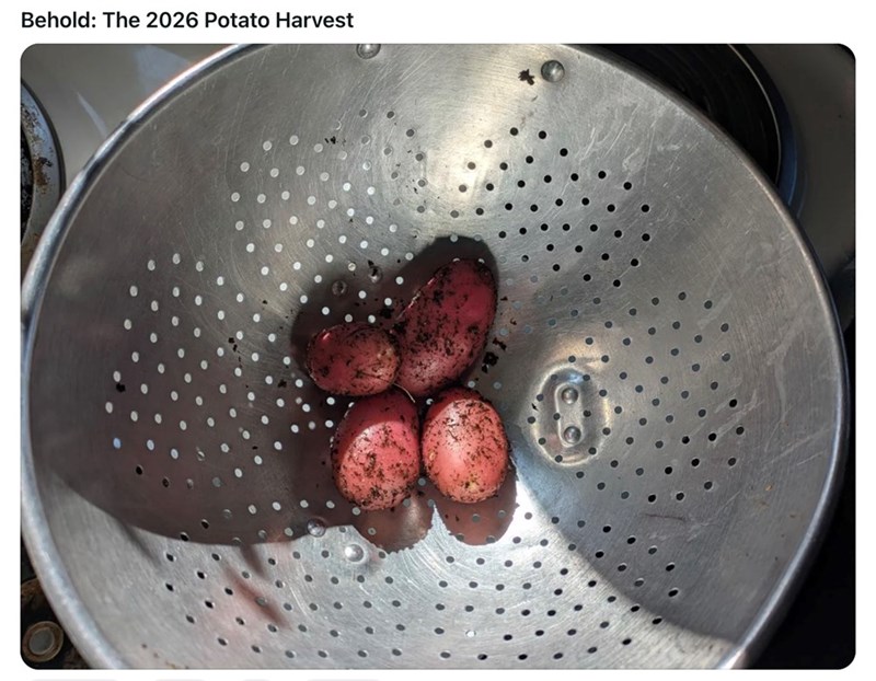 Behold: The 2026 Potato Harvest