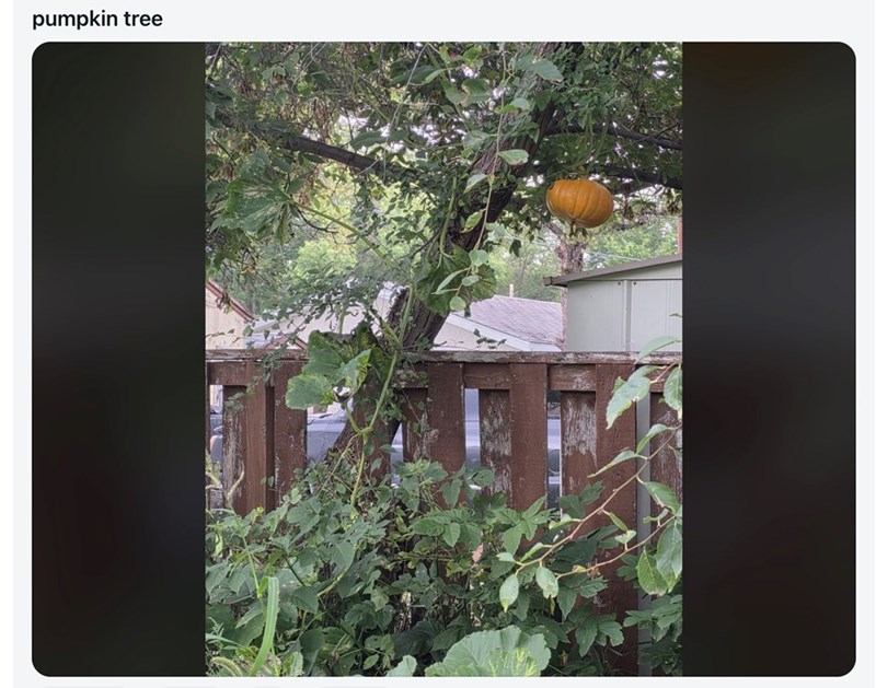pumpkin tree