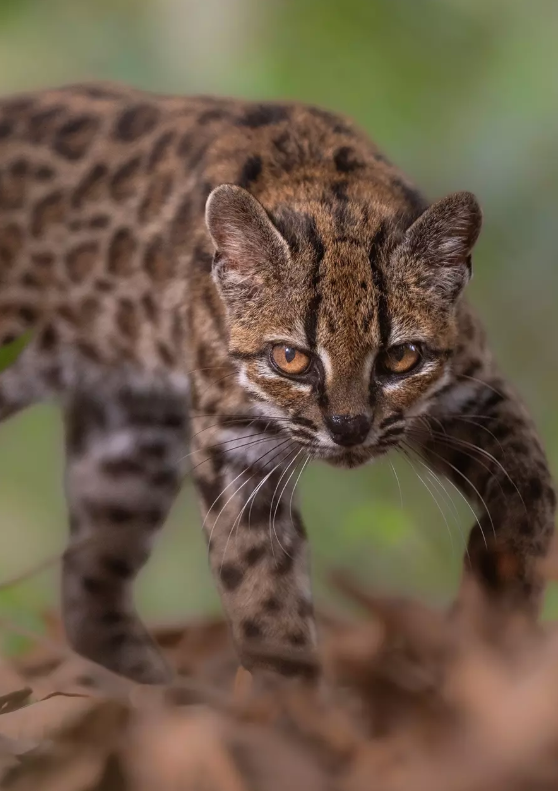 Cheezburger Image 10665006080