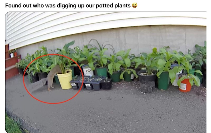 Found out who was digging up our potted plants PA