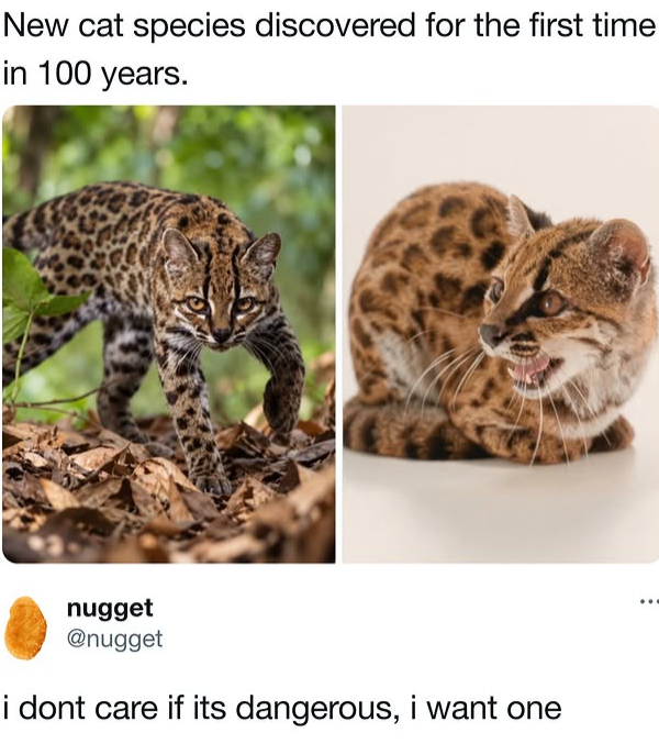 New cat species discovered for the first time in 100 years. nugget @nugget i dont care if its dangerous, i want one