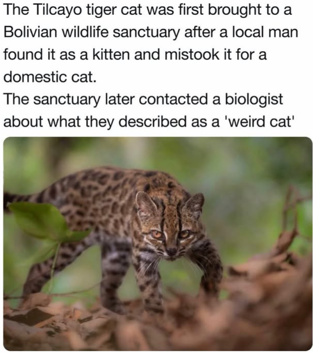 The Tilcayo tiger cat was first brought to a Bolivian wildlife sanctuary after a local man found it as a kitten and mistook it for a domestic cat. The sanctuary later contacted a biologist about what they described as a 'weird cat'