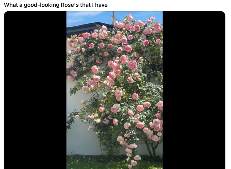 What a good-looking Rose's that I have