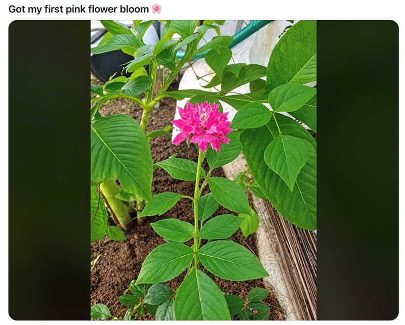 Got my first pink flower bloom