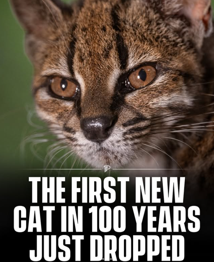 P THE FIRST NEW CAT IN 100 YEARS JUST DROPPED