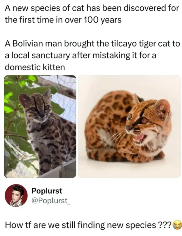 A new species of cat has been discovered for the first time in over 100 years A Bolivian man brought the tilcayo tiger cat to a local sanctuary after mistaking it for a domestic kitten Poplurst @Poplurst How tf are we still finding new species ???