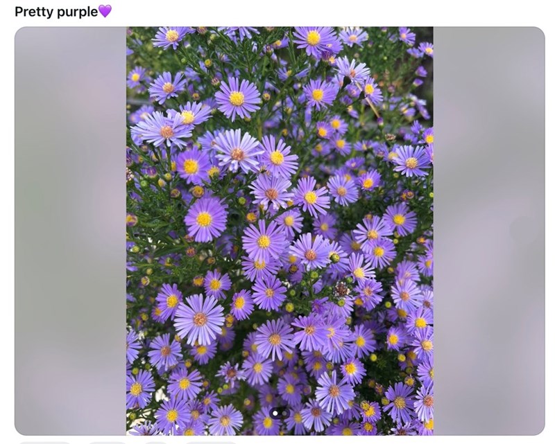 Pretty purple