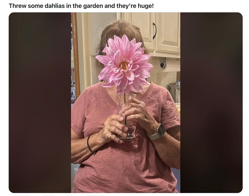 Threw some dahlias in the garden and they're huge!