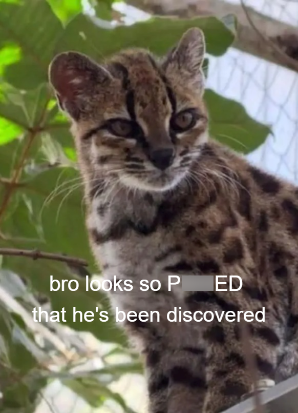 bro looks so P ED that he's been discovered