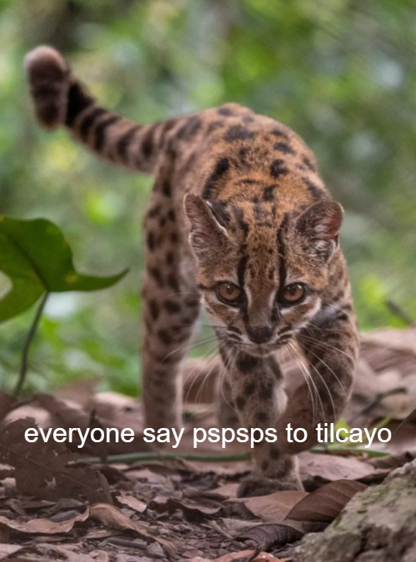 everyone say pspsps to tilcayo