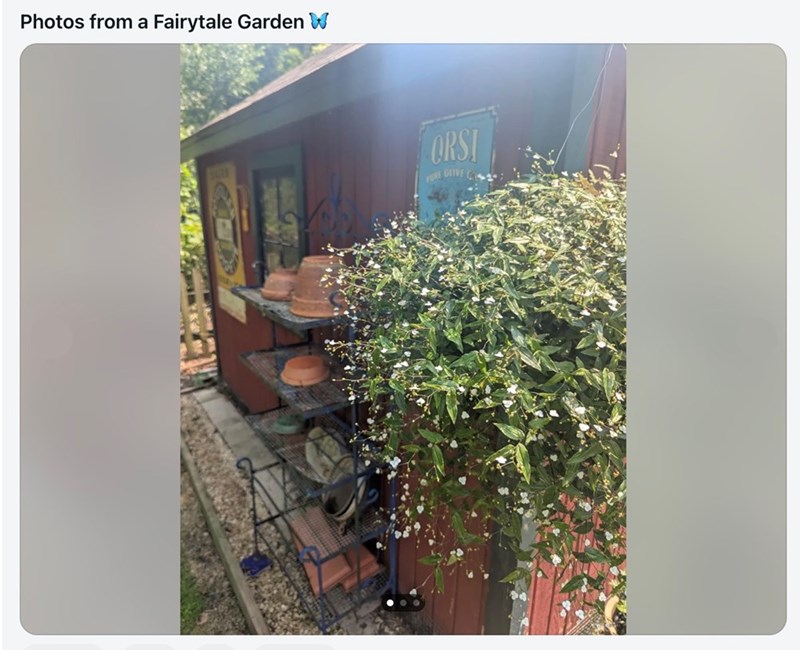 Photos from a Fairytale Garden W ORSI PURE GLIVE C