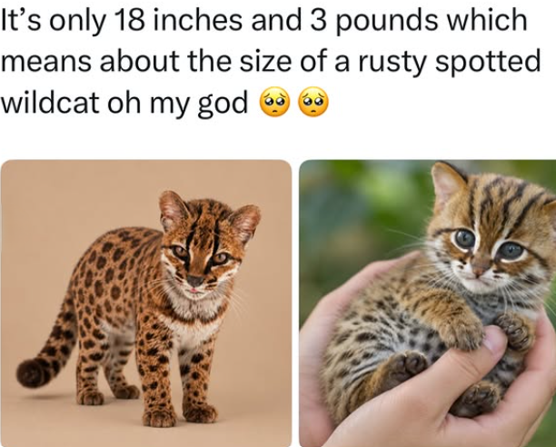 It's only 18 inches and 3 pounds which means about the size of a rusty spotted wildcat oh my god