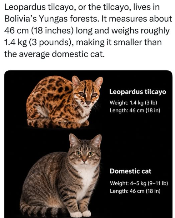 Leopardus tilcayo, or the tilcayo, lives in Bolivia's Yungas forests. It measures about 46 cm (18 inches) long and weighs roughly 1.4 kg (3 pounds), making it smaller than the average domestic cat. Leopardus tilcayo Weight: 1.4 kg (3 lb) Length: 46 cm (18 in) Domestic cat Weight: 4-5 kg (9-11 lb) Length: 46 cm (18 in)