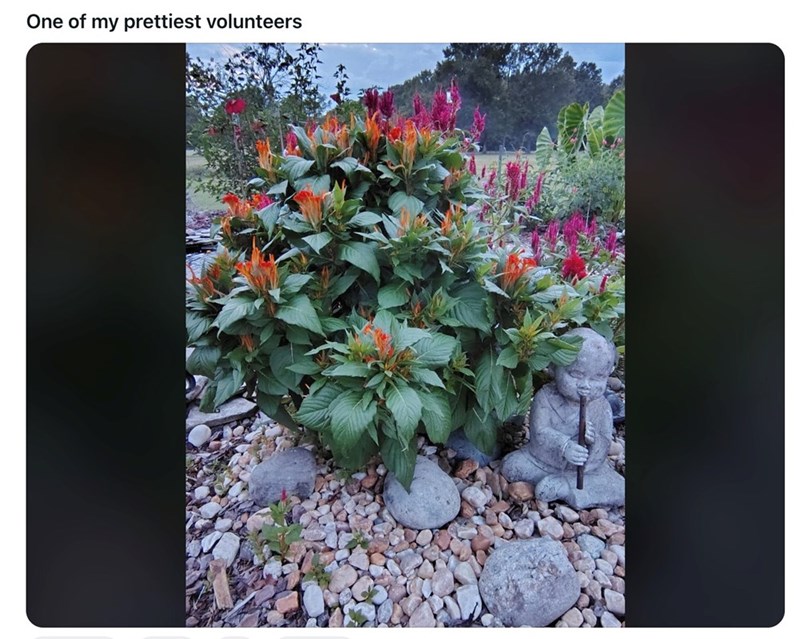 One of my prettiest volunteers