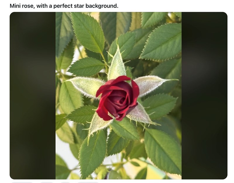 Mini rose, with a perfect star background.