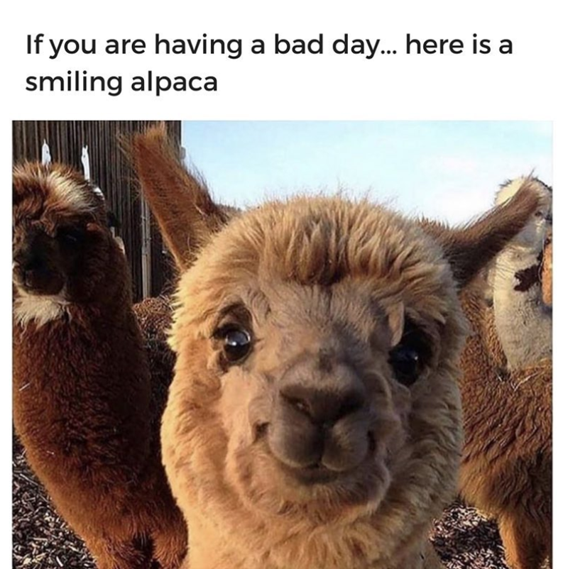 If you are having a bad day... here is a smiling alpaca