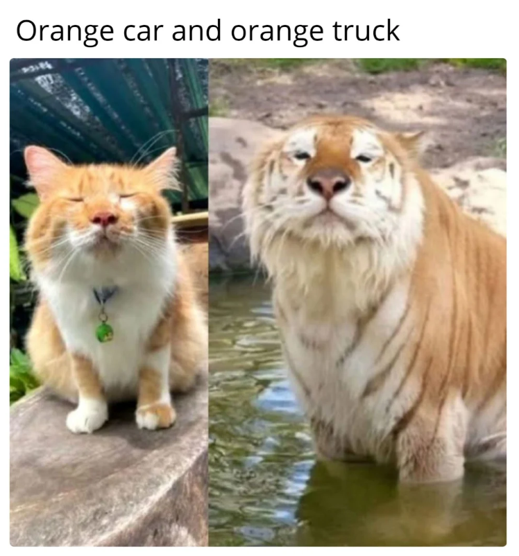 Orange car and orange truck DAGGE