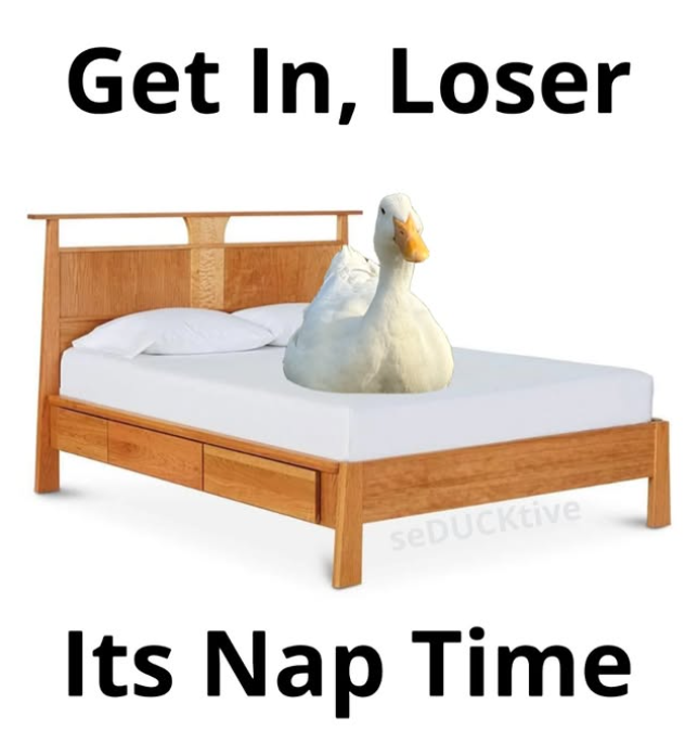 Get In, Loser seDUCKtive Its Nap Time