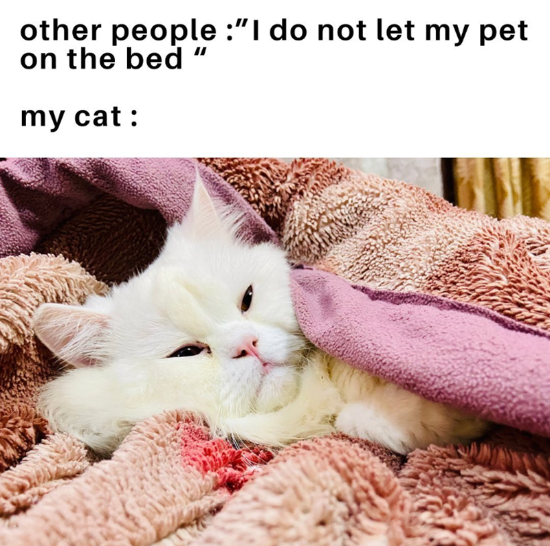 other people :"I do not let my pet on the bed " my cat :