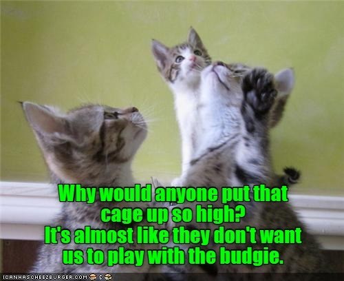 Why would anyone put that cage up so high? It's almost like they don't want us to play with the budgie. ICANHASCHEEZBURGER.COM