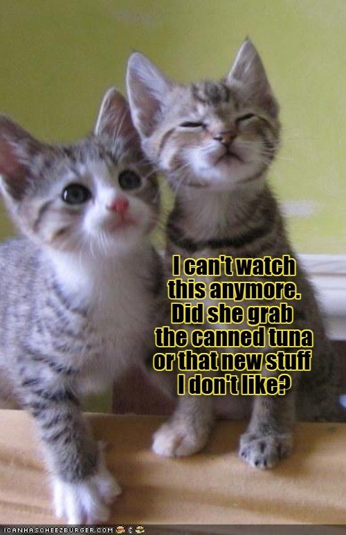 ICANHASCHEEZBURGER.COM I can't watch this anymore. Did she grab the canned tuna or that new stuff I don't like?
