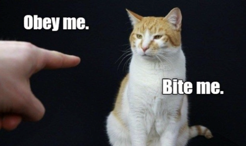 Obey me. Bite me.