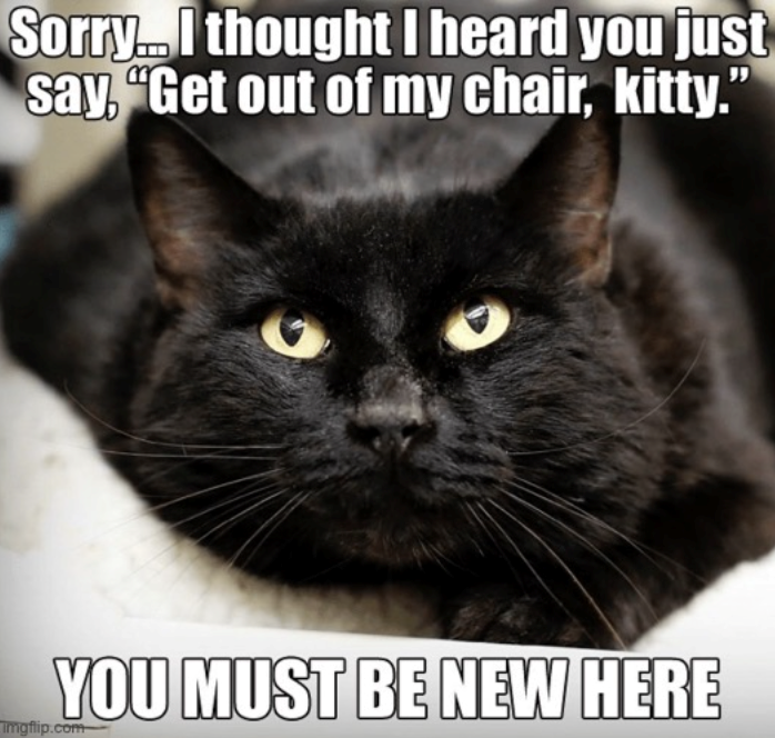 Sorry... I thought I heard you just say, "Get out of my chair, kitty." YOU MUST BE NEW HERE Imgflip.com