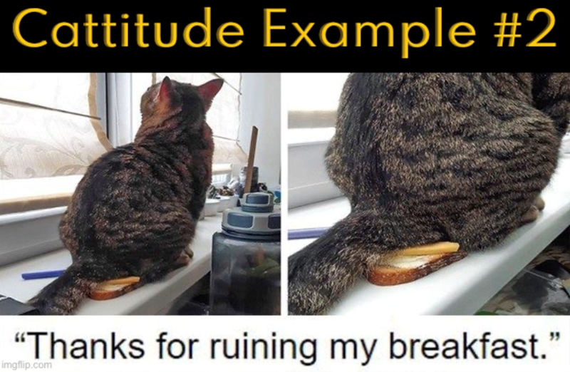 Cattitude Example #2 "Thanks for ruining my breakfast." imgflip.com