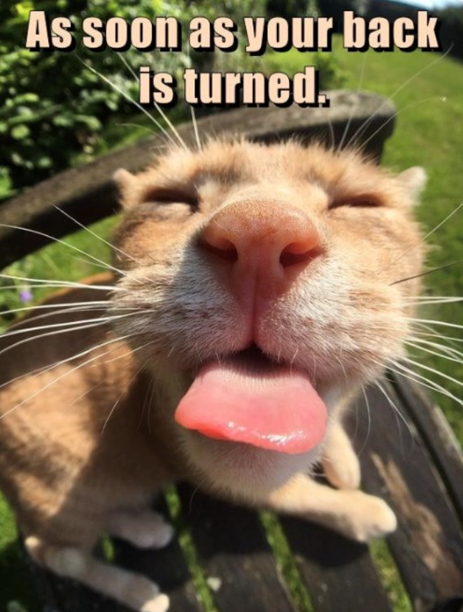 As soon as your back is turned.
