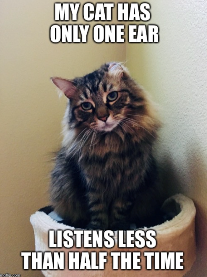 MY CAT HAS ONLY ONE EAR mgflip.com LISTENS LESS THAN HALF THE TIME
