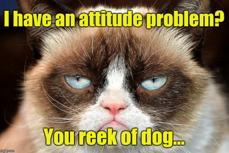 I have an attitude problem? Ingilp.com You reek of dog...