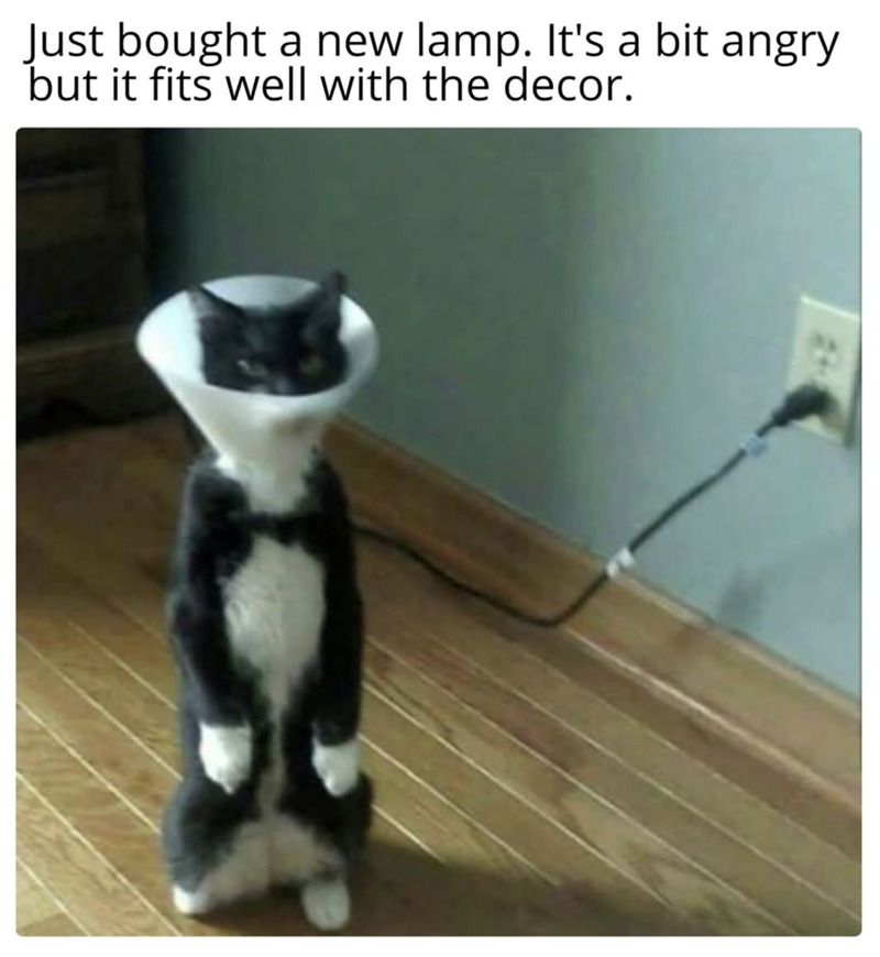 Just bought a new lamp. It's a bit angry but it fits well with the decor.