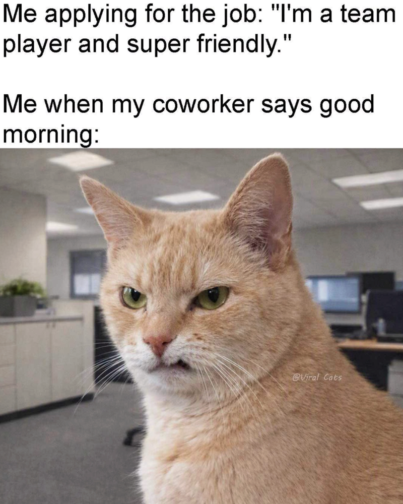 Me applying for the job: "I'm a team player and super friendly." Me when my coworker says good morning: @Viral Cats