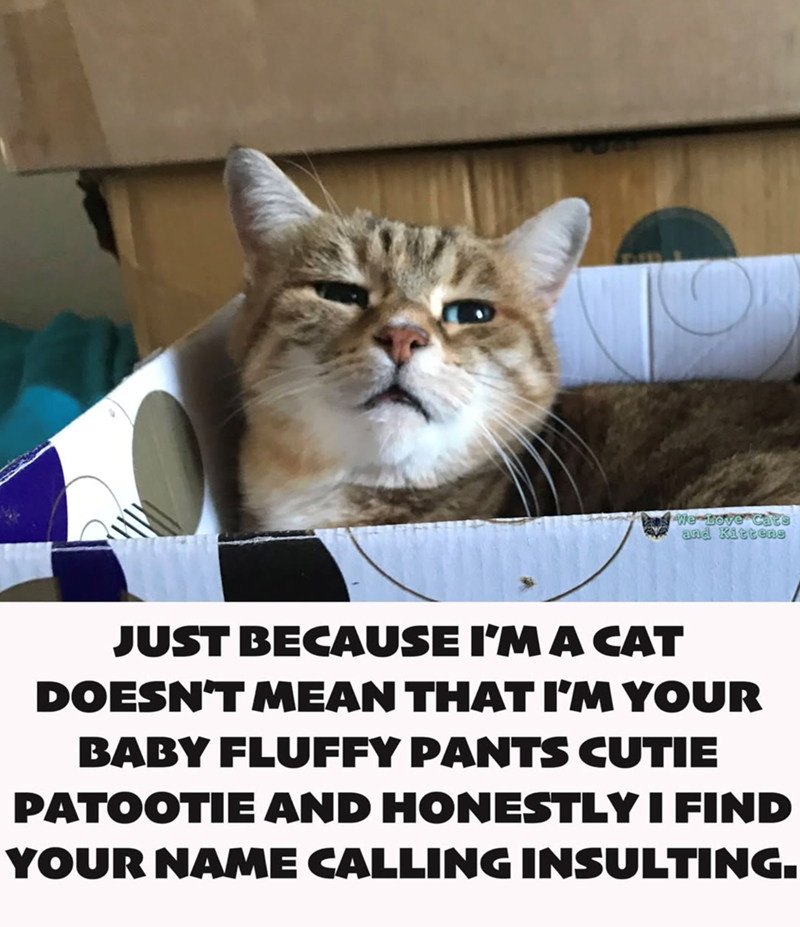 We Love Cats and Kittens JUST BECAUSE I'M A CAT DOESN'T MEAN THAT I'M YOUR BABY FLUFFY PANTS CUTIE PATOOTIE AND HONESTLY I FIND YOUR NAME CALLING INSULTING.