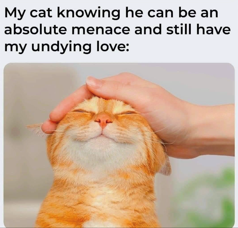 My cat knowing he can be an absolute menace and still have my undying love: