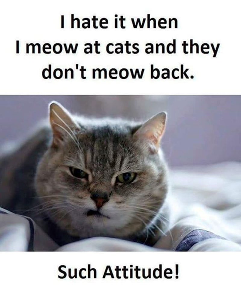 I hate it when I meow at cats and they don't meow back. Such Attitude!
