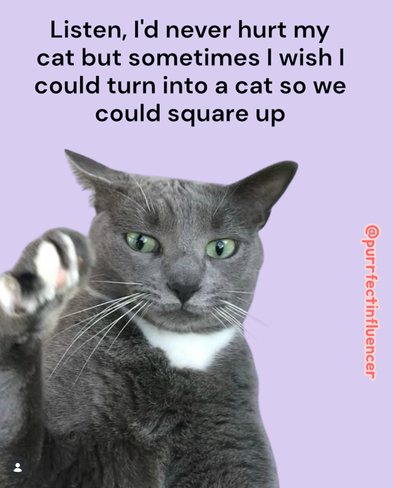 Listen, I'd never hurt my cat but sometimes I wish I could turn into a cat so we could square up @purrfectinfluencer