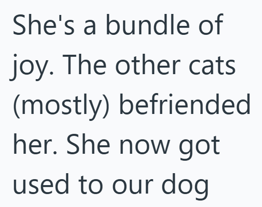 She's a bundle of joy. The other cats (mostly) befriended her. She now got used to our dog