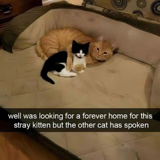 well was looking for a forever home for this stray kitten but the other cat has spoken