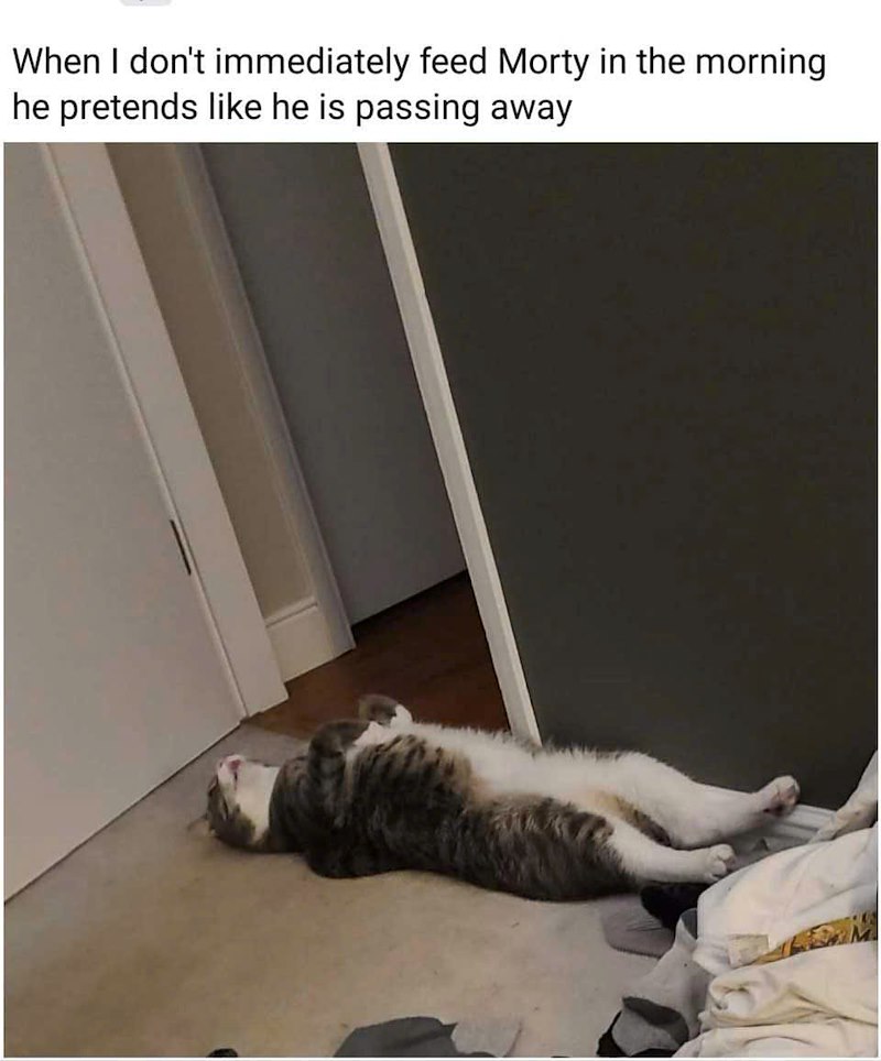 When I don't immediately feed Morty in the morning he pretends like he is passing away