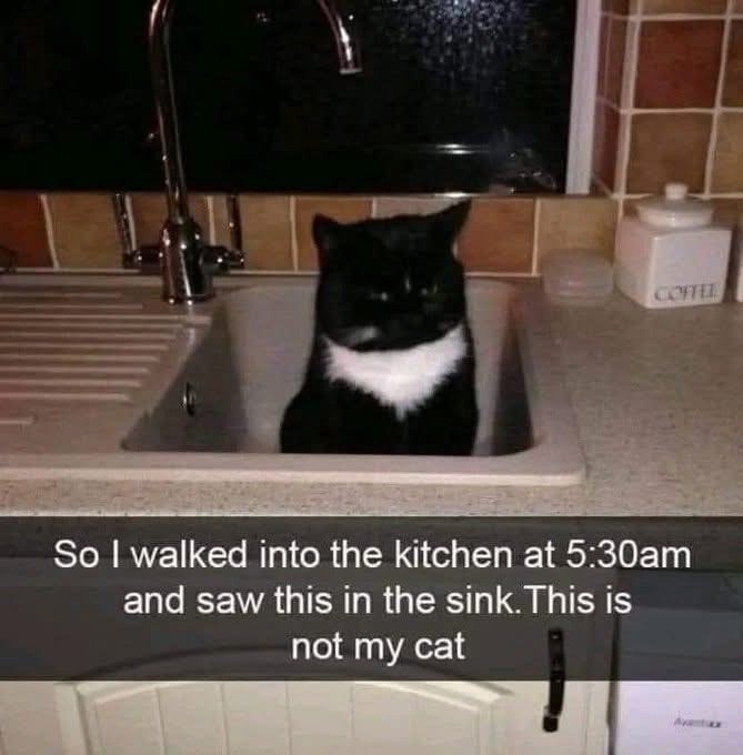 COFFEE So I walked into the kitchen at 5:30am and saw this in the sink. This is not my cat